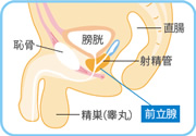 前立腺の場所を示すイラスト図